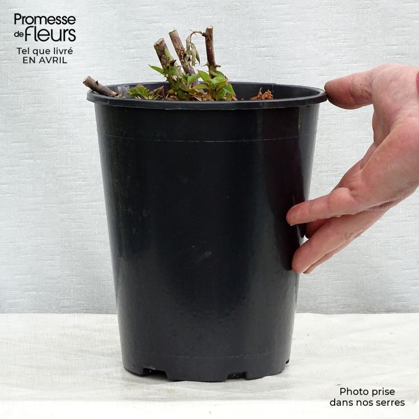 Exemplar von Rosa Annapurna - Moderne Teehybride Topf mit 4L/5L wie im Frühjahr geliefert