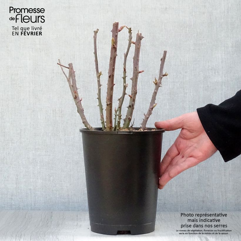Exemplar von Rosa Baie des Anges - Edelrose Topf mit 4L/5L wie im Winter geliefert