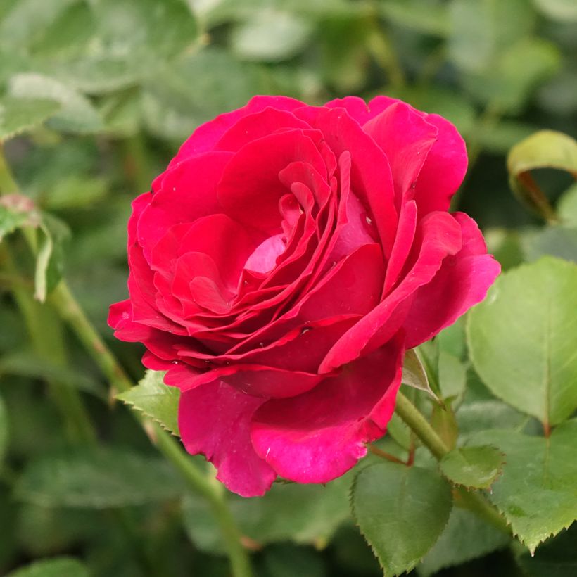 Rosa Belles Rives - Edelrose (Blüte)