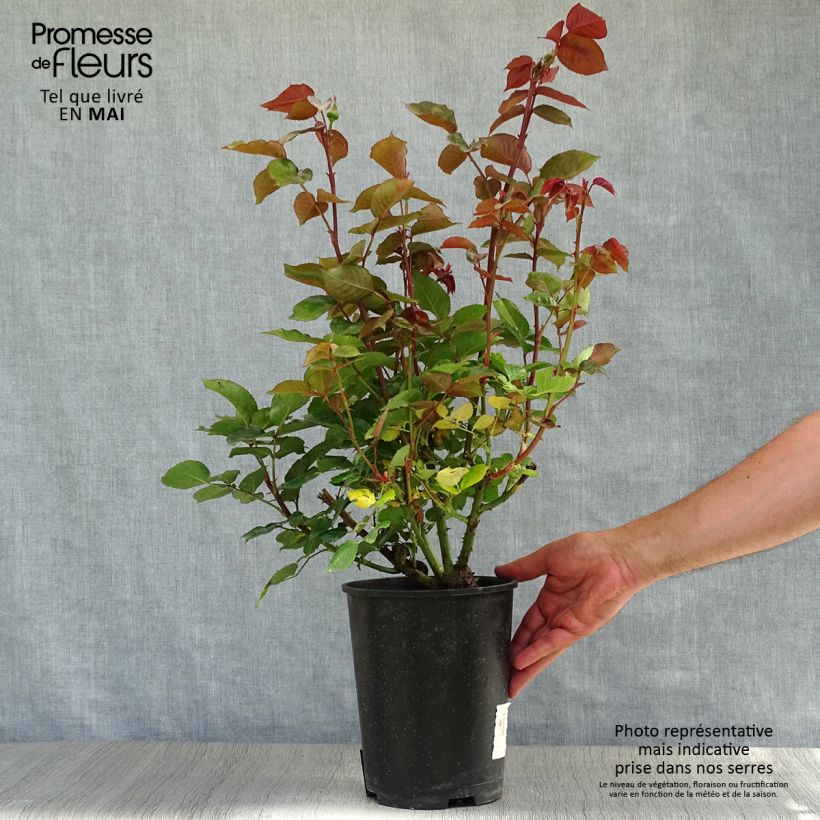 Exemplar von Rosa Bernadette Lafont - Edelrose Topf mit 4L/5L wie im Frühjahr geliefert