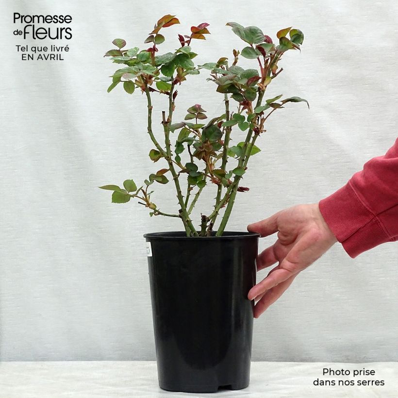 Exemplar von Rosa Borneo Odore - Edelrose Topf mit 4L/5L wie im Frühjahr geliefert