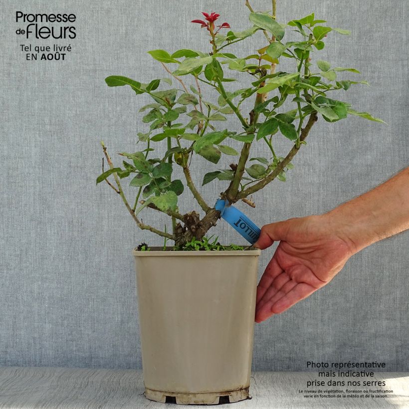Exemplar von Rosa Bossuet Aigle de Meaux - Edelrose Topf mit 4L/5L wie im Sommer geliefert