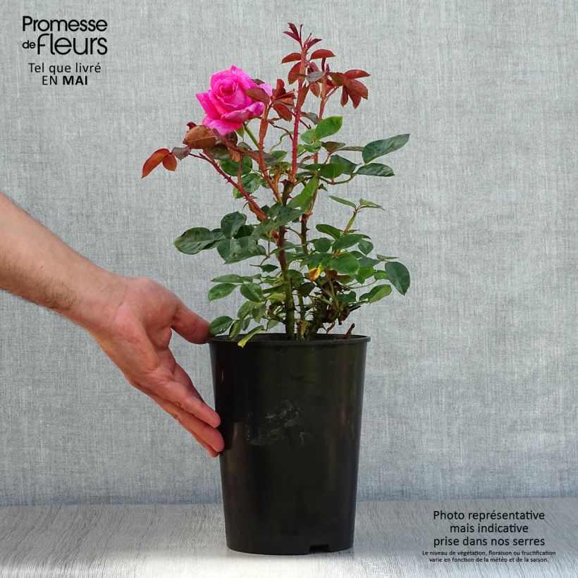 Exemplar von Rosa Claire Marshall - Edelrose Topf mit 2L/3L wie im Frühjahr geliefert