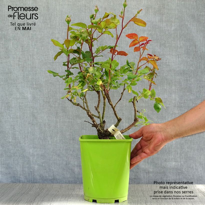 Exemplar von Rosa Crazy Fashion - Edelrose Topf mit 4L/5L wie im Frühjahr geliefert