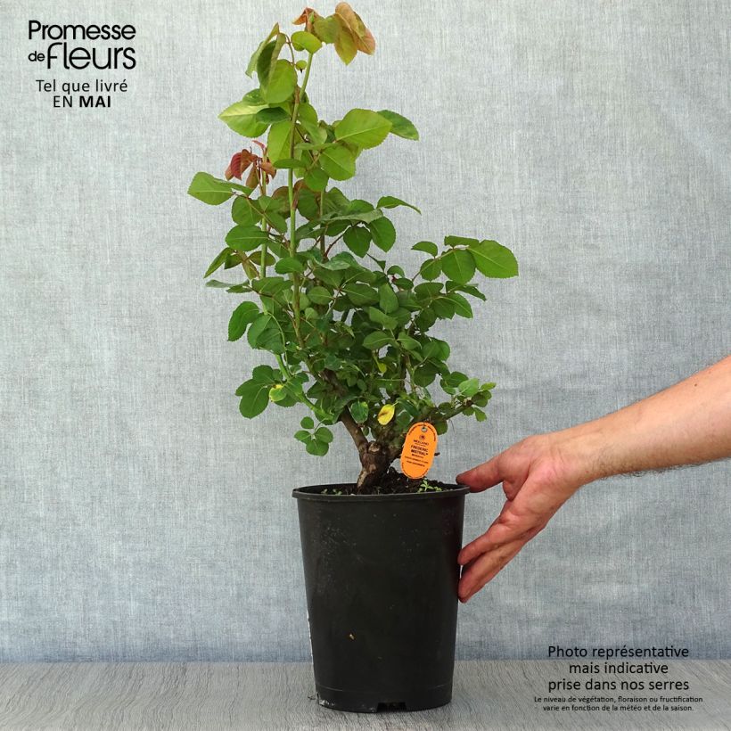 Exemplar von Rosa Frédéric Mistral - Edelrose Topf mit 4L/5L wie im Frühjahr geliefert