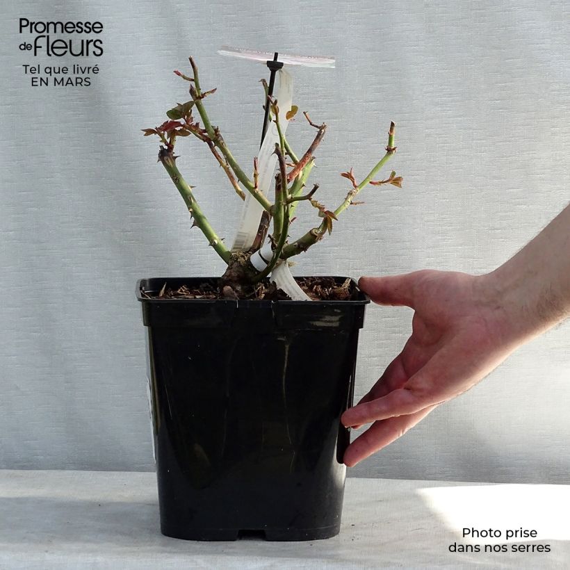 Exemplar von Rosa Gilles de Brissac - Edelrose Topf mit 4L/5L wie im Winter geliefert
