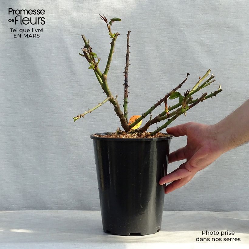 Exemplar von Rosa Honore de Balzac - Edelrose Topf mit 4L/5L wie im Winter geliefert