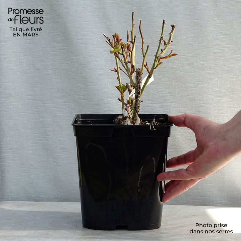 Exemplar von Rosa Isabelle Autissier - Edelrose Topf mit 4L/5L wie im Frühjahr geliefert