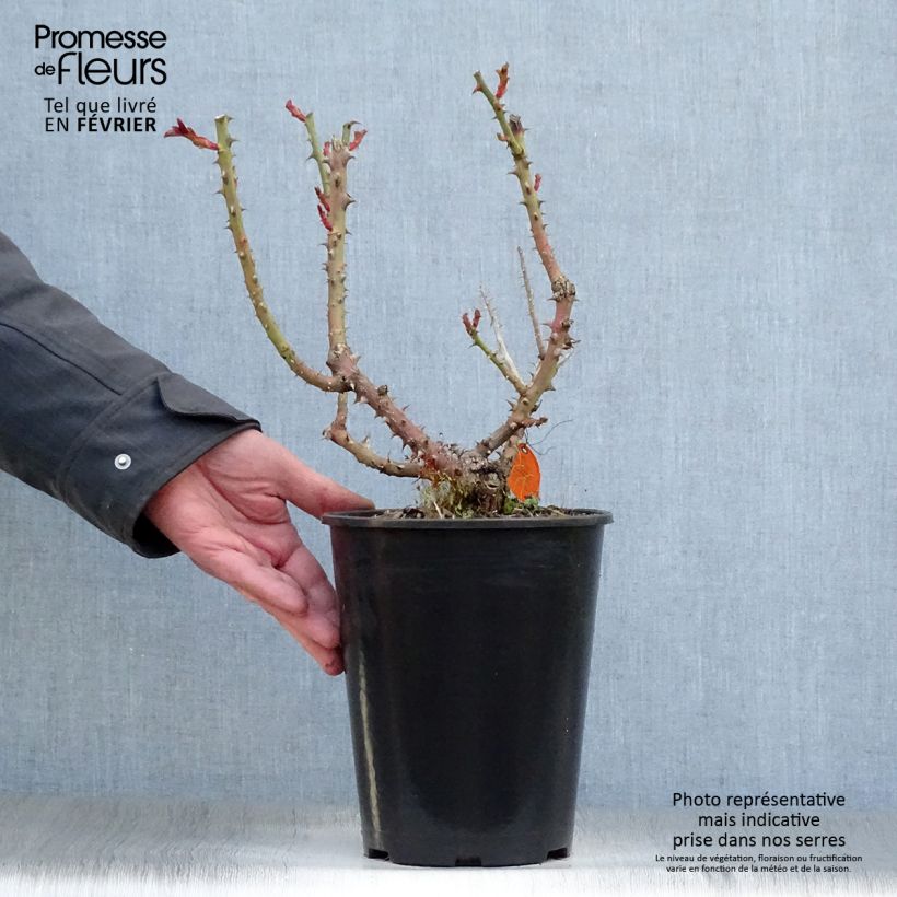 Exemplar von Rosa Laeticia Casta - Edelrose Topf mit 4L/5L wie im Winter geliefert