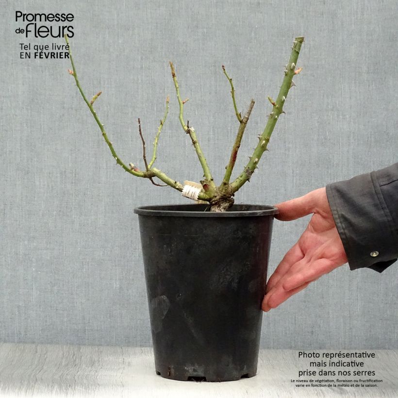 Exemplar von Rosa Mamy Blue - Edelrose Topf mit 4L/5L wie im Winter geliefert