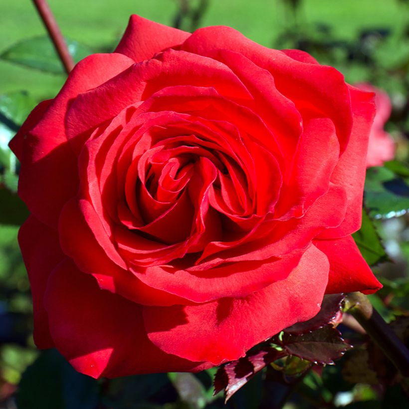Rosa Mister Lincoln - Edelrose (Blüte)