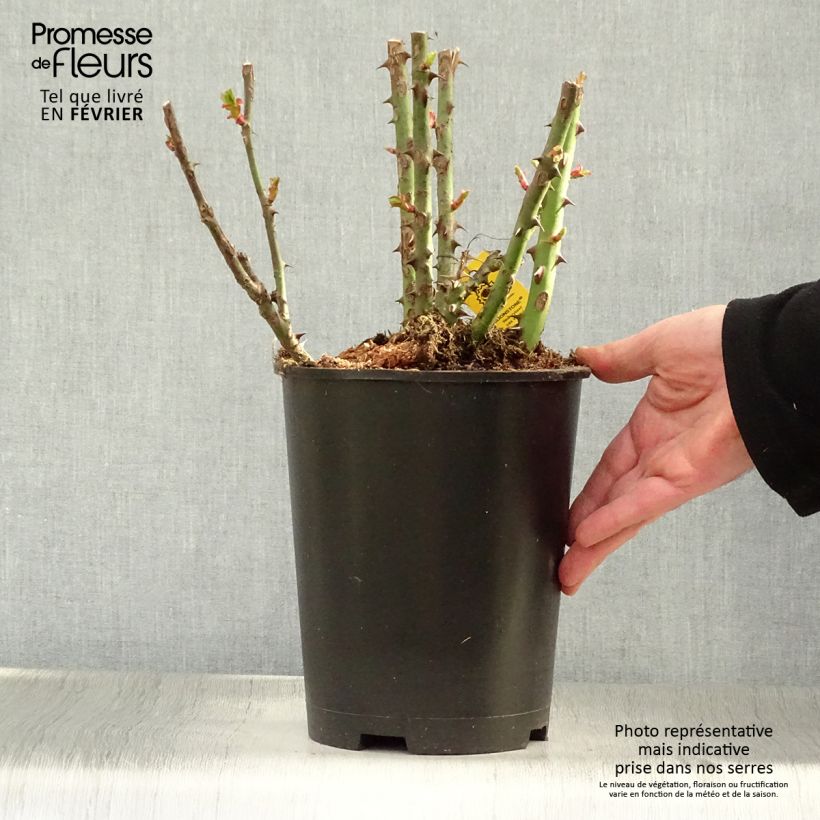 Exemplar von Rosa Moonstone - Edelrose Topf mit 4L/5L wie im Winter geliefert
