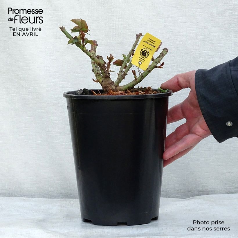 Exemplar von Rosa Moonstone - Edelrose Topf mit 4L/5L wie im Frühjahr geliefert