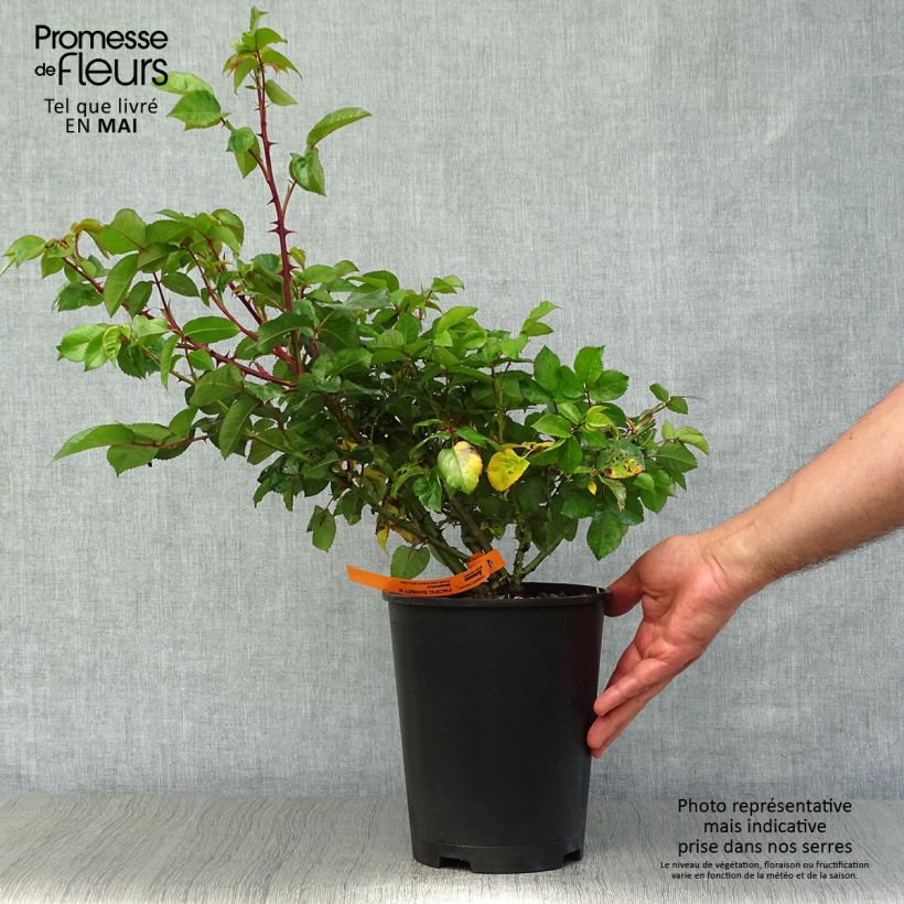 Exemplar von Rosa Pacific Sunset - Edelrose Topf mit 4L/5L wie im Frühjahr geliefert