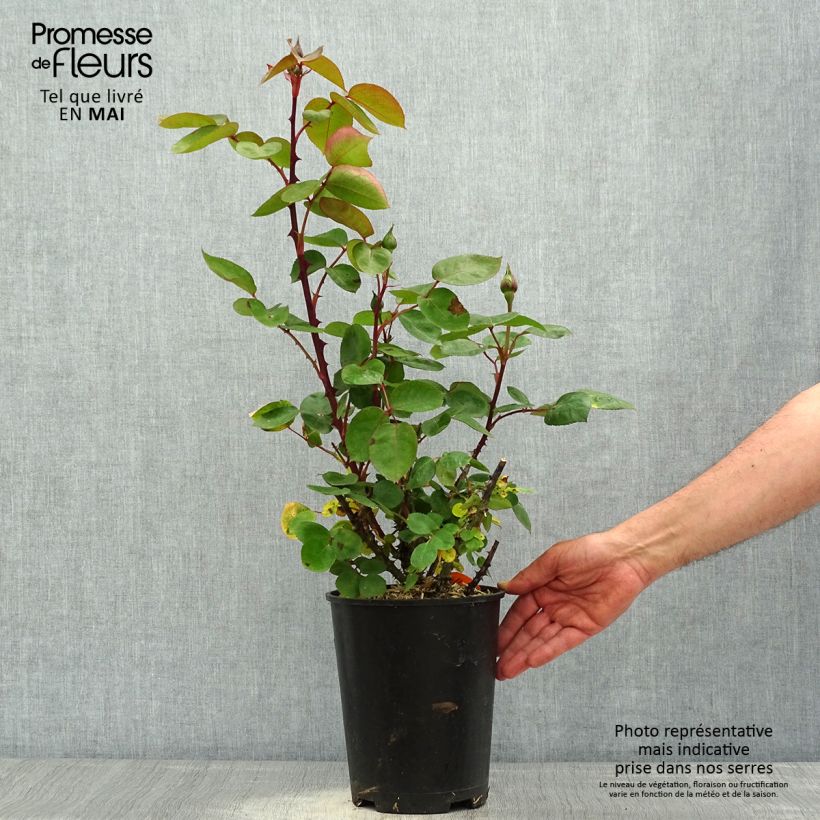 Exemplar von Rosa Panthere Rose - Edelrose Topf mit 4L/5L wie im Frühjahr geliefert