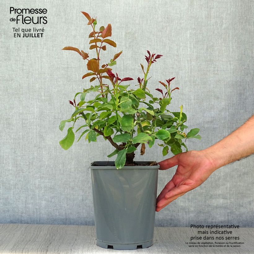 Exemplar von Rosa Paris d'Yves Saint-Laurent - Edelrose Topf mit 4L/5L wie im Sommer geliefert