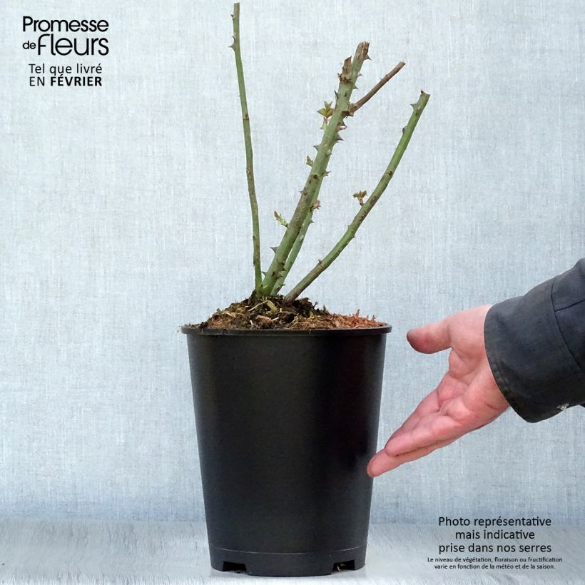 Exemplar von Rosa Paul Ricard Meinivoz - Edelrose Topf mit 4L/5L wie im Winter geliefert