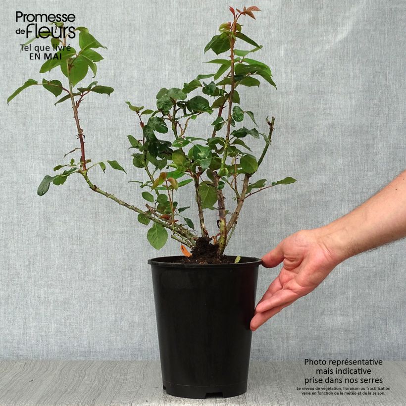 Exemplar von Rosa Pierre Arditi - Edelrose Topf mit 4L/5L wie im Frühjahr geliefert