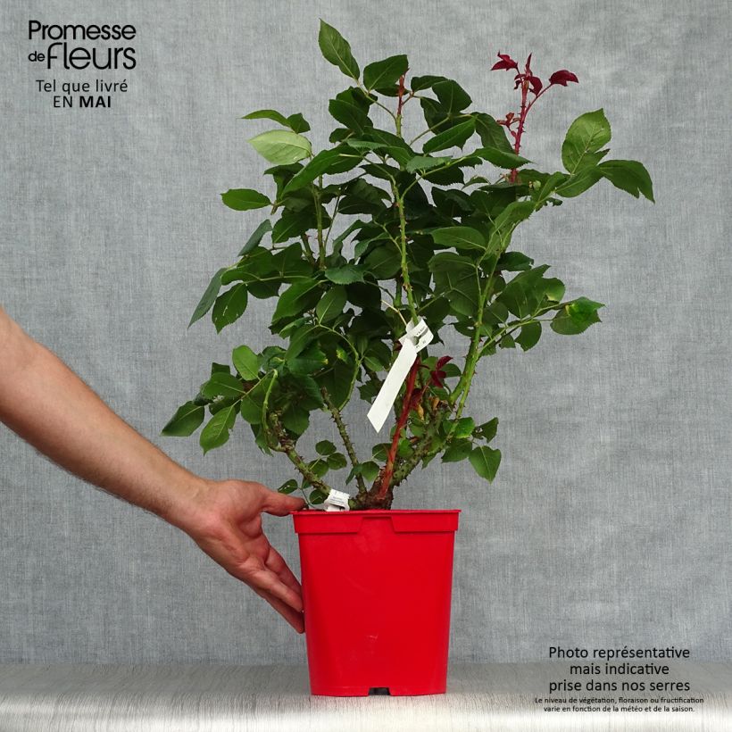 Exemplar von Rosa Pink Paradise - Edelrose Topf mit 3L/4L wie im Frühjahr geliefert