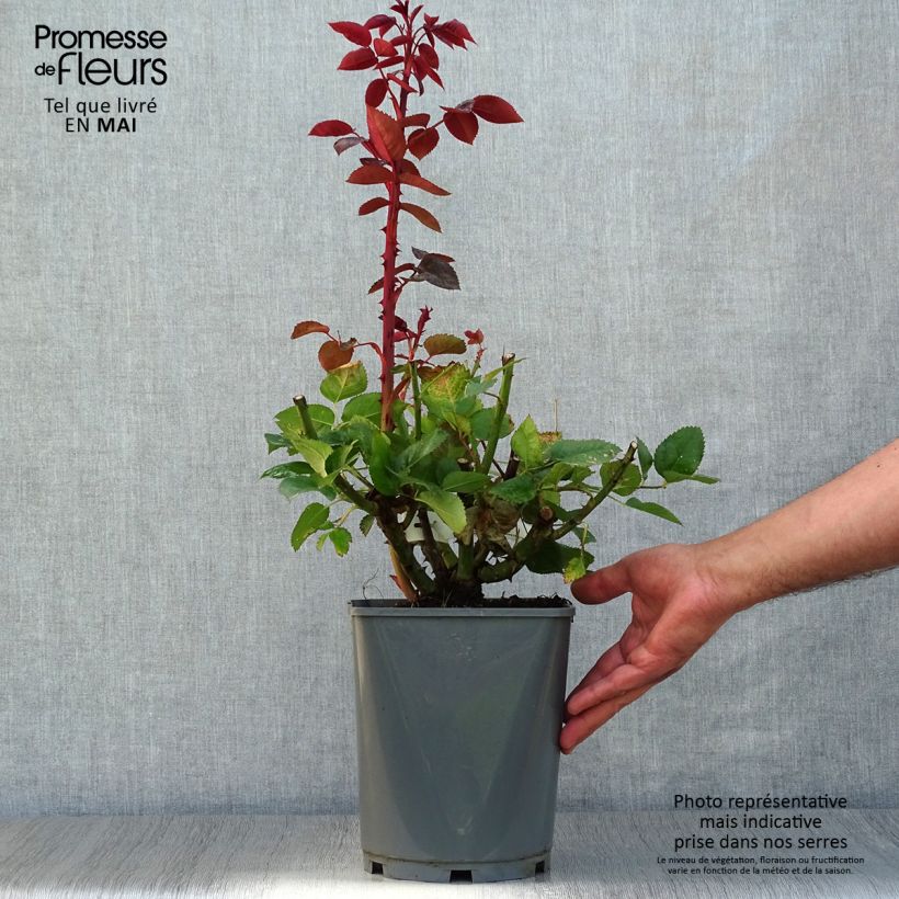 Exemplar von Rosa Rouge Adam - Edelrose Topf mit 4L/5L wie im Frühjahr geliefert