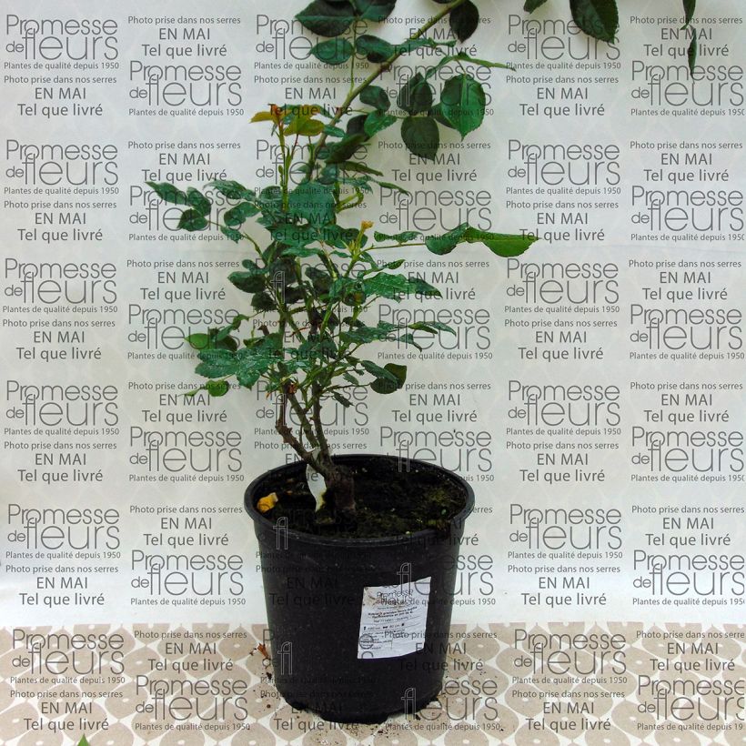 Beispiel eines Exemplars von Rosa Sophia Renaissance - Edelrose Topf mit 4L/5L wie geliefert