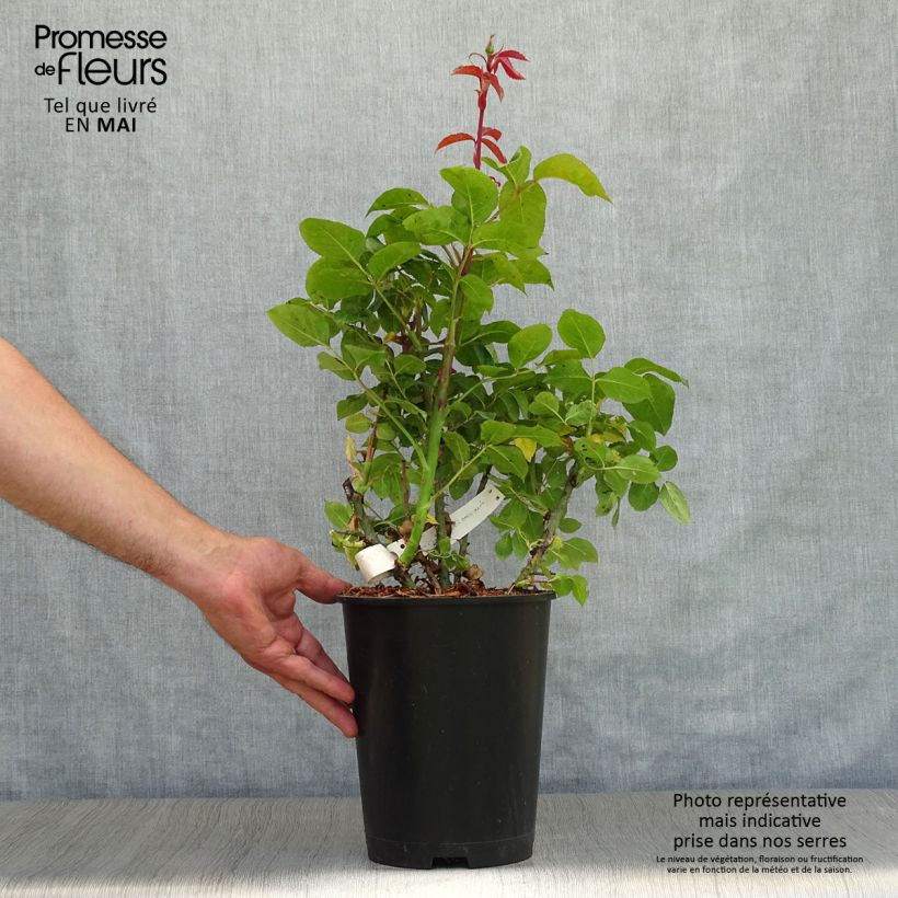 Exemplar von Rosa Special Anniversary - Edelrose Topf mit 4L/5L wie im Frühjahr geliefert
