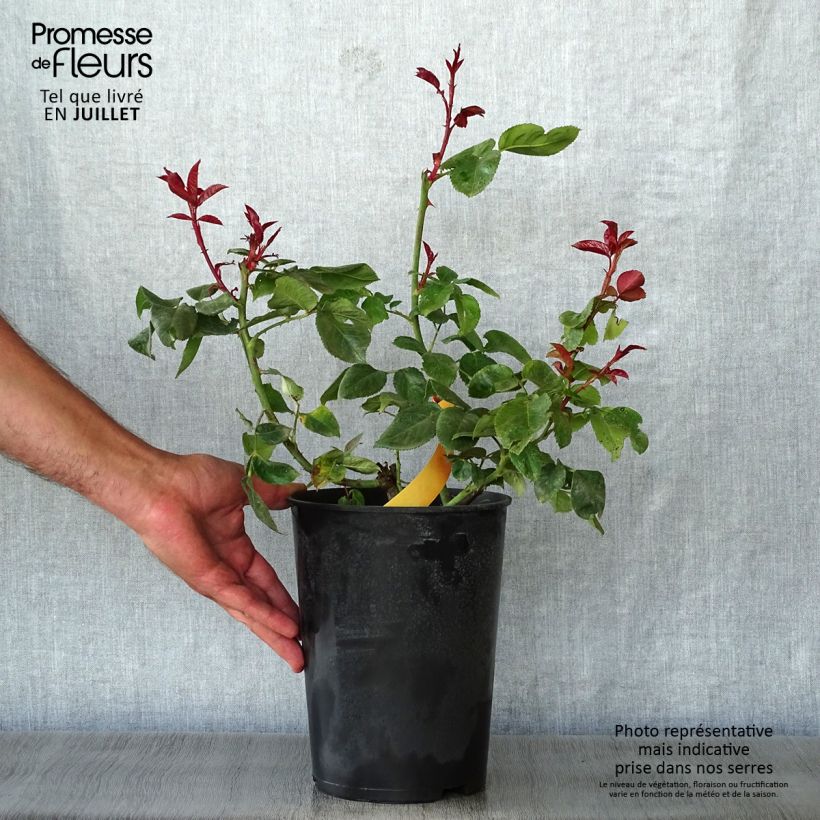 Exemplar von Rosa Terracotta - Edelrose Topf mit 4L/5L wie im Sommer geliefert
