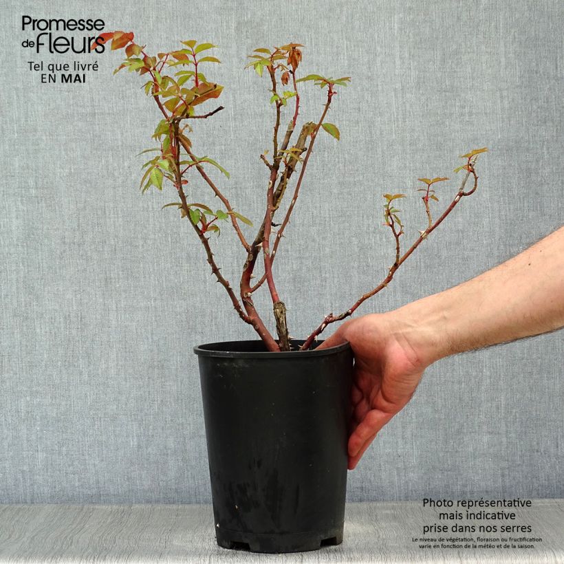 Exemplar von Rosa floribunda Sweet Honey Kormecaso - Beetrose Topf mit 4L/5L wie im Frühjahr geliefert