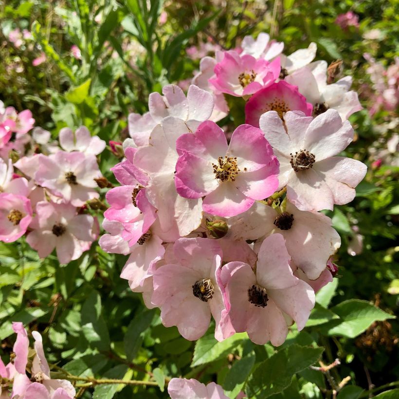 Rosa Ballerina - Strauchrose (Blüte)