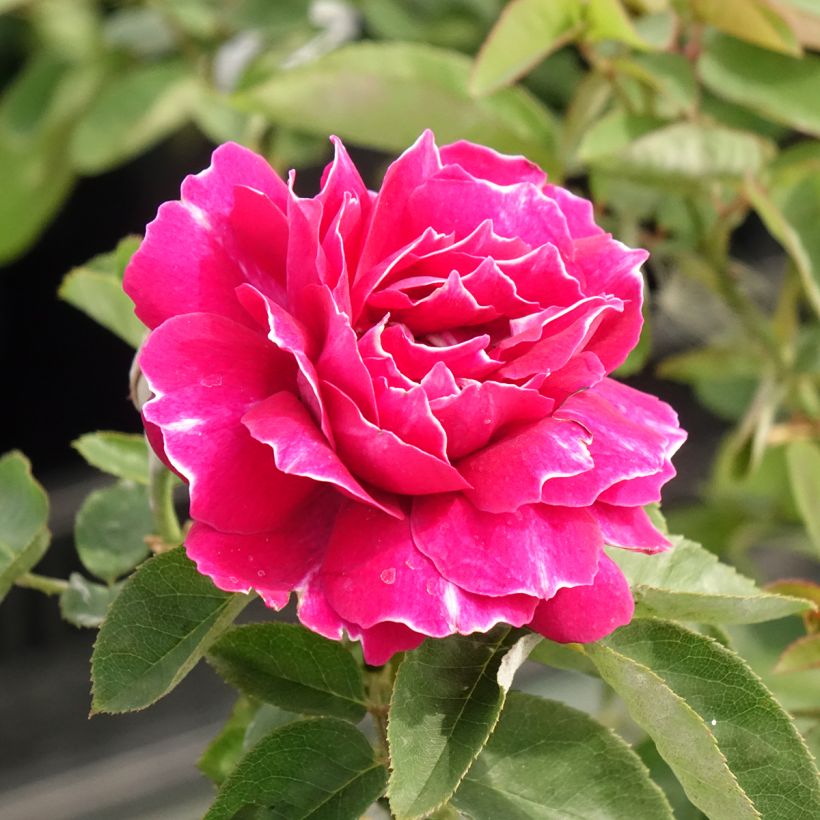 Rosa Baron Girod de l'Ain - Historische Rose (Blüte)