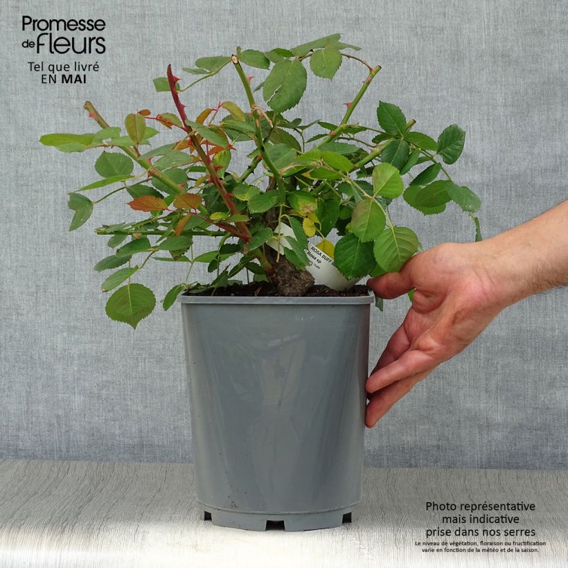 Exemplar von Rosa moschata Buff Beauty - Moschus-Rose Topf mit 4L/5L wie im Frühjahr geliefert
