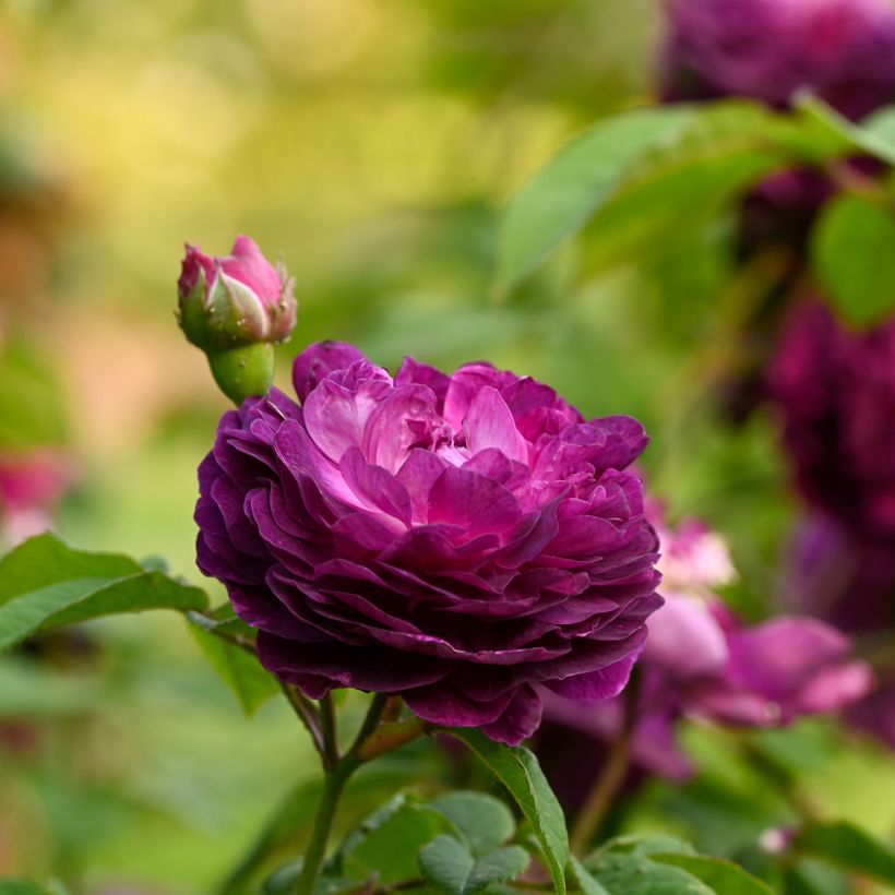 Rosa gallica Cardinal de Richelieu - Essig-Rose (Blüte)