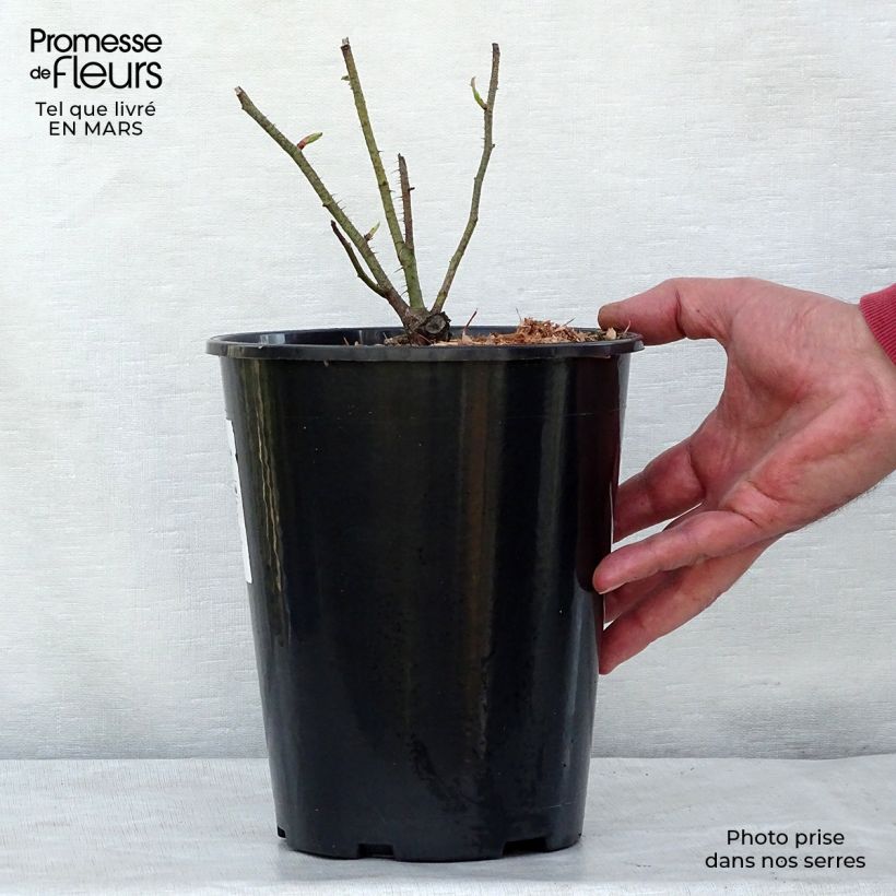 Exemplar von Rosa centifolia Muscosa - Moos Rosen Topf mit 4L/5L wie im Frühjahr geliefert