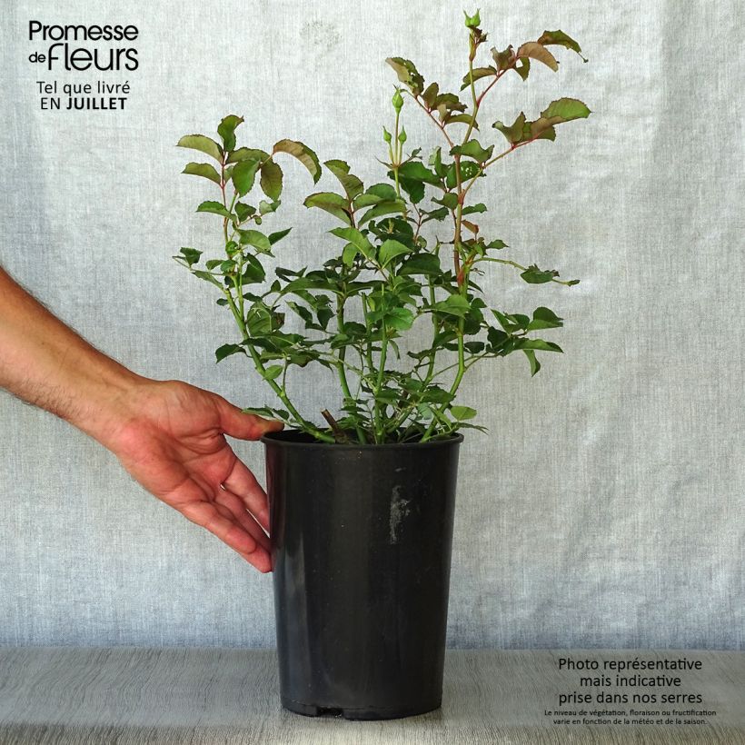 Exemplar von Rosa moschata Felicia - Moschus-Rose Topf mit 4L/5L wie im Sommer geliefert