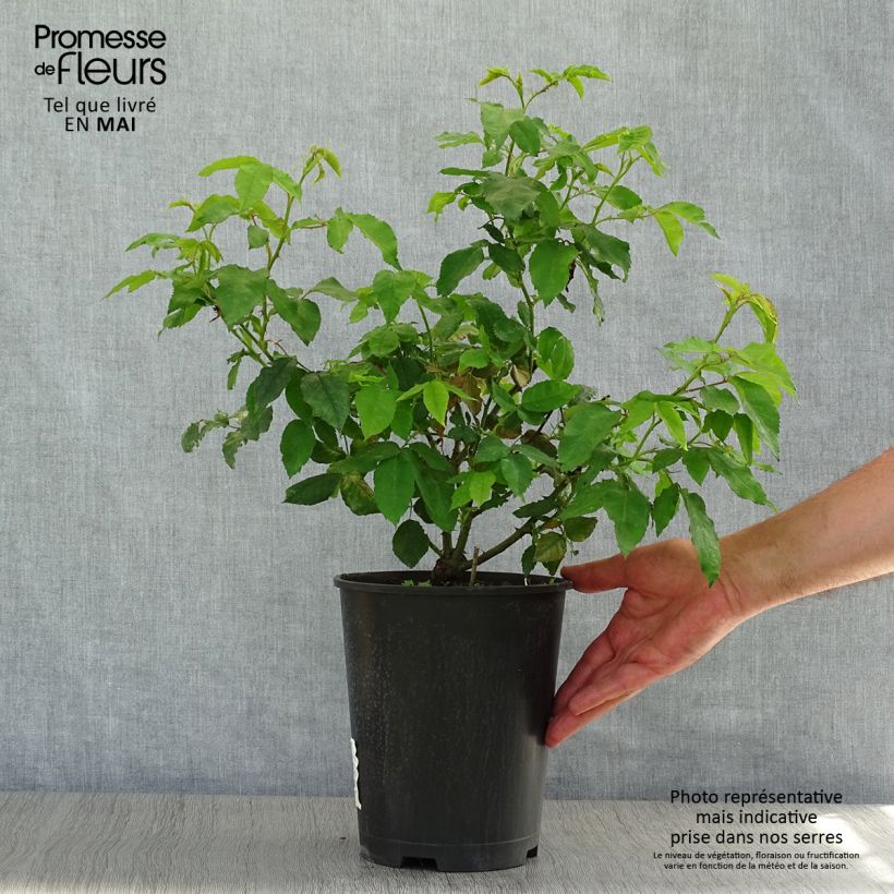Exemplar von Rosa gallica Gros Provins Panaché - Essig-Rose Topf mit 4L/5L wie im Frühjahr geliefert