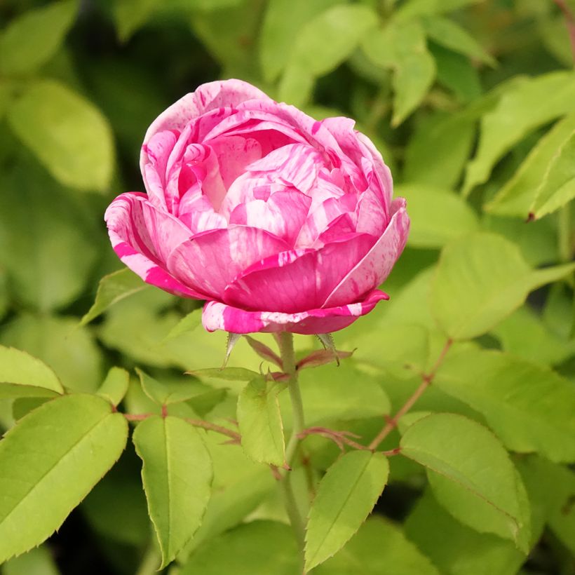 Rosa gallica Gros Provins Panaché - Essig-Rose (Blüte)