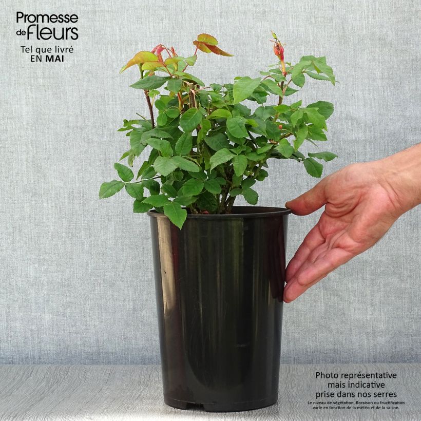 Exemplar von Rosa Portland Jacques Cartier - Historische Rose Topf mit 4L/5L wie im Frühjahr geliefert