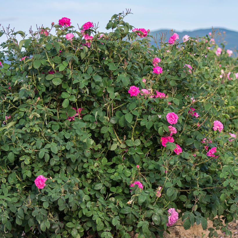 Rosa Trigintipetala - Historische Rose (Hafen)