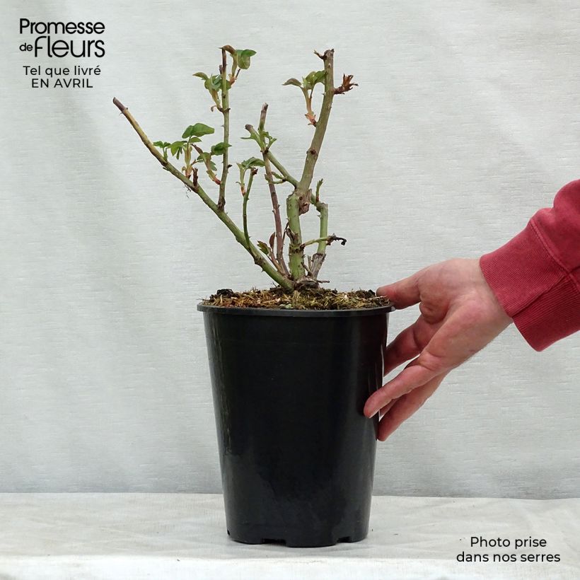 Exemplar von Rosa La Reine Victoria - Historische Rose Topf mit 4L/5L wie im Frühjahr geliefert