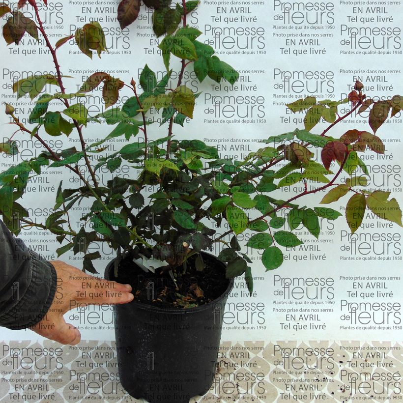 Beispiel eines Exemplars von Rosa Madame Ernest Calvat - Historische Rose Topf mit 4L/5L wie geliefert