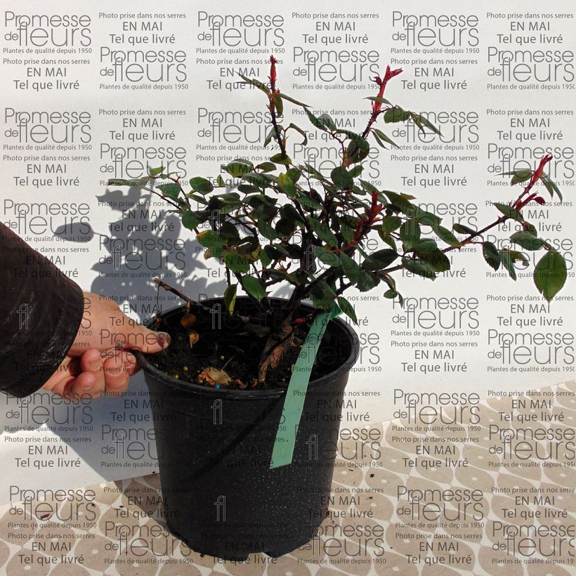 Beispiel eines Exemplars von Rosa Mrs Oakley Fisher - Historische Rose Topf mit 4L/5L wie geliefert