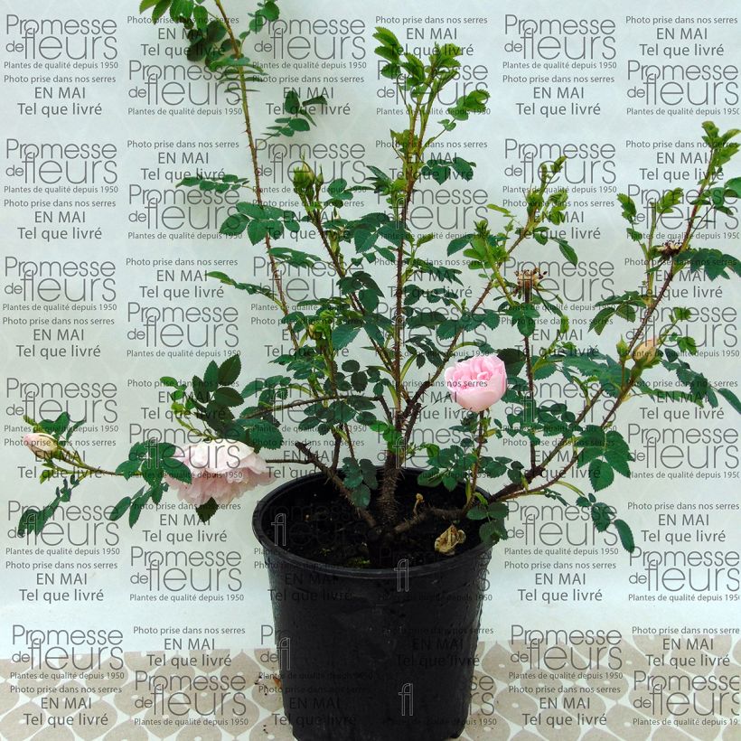 Beispiel eines Exemplars von Rosa pimpinellifolia Stanwell Perpetual - Dünenrose Topf mit 4L/5L wie geliefert