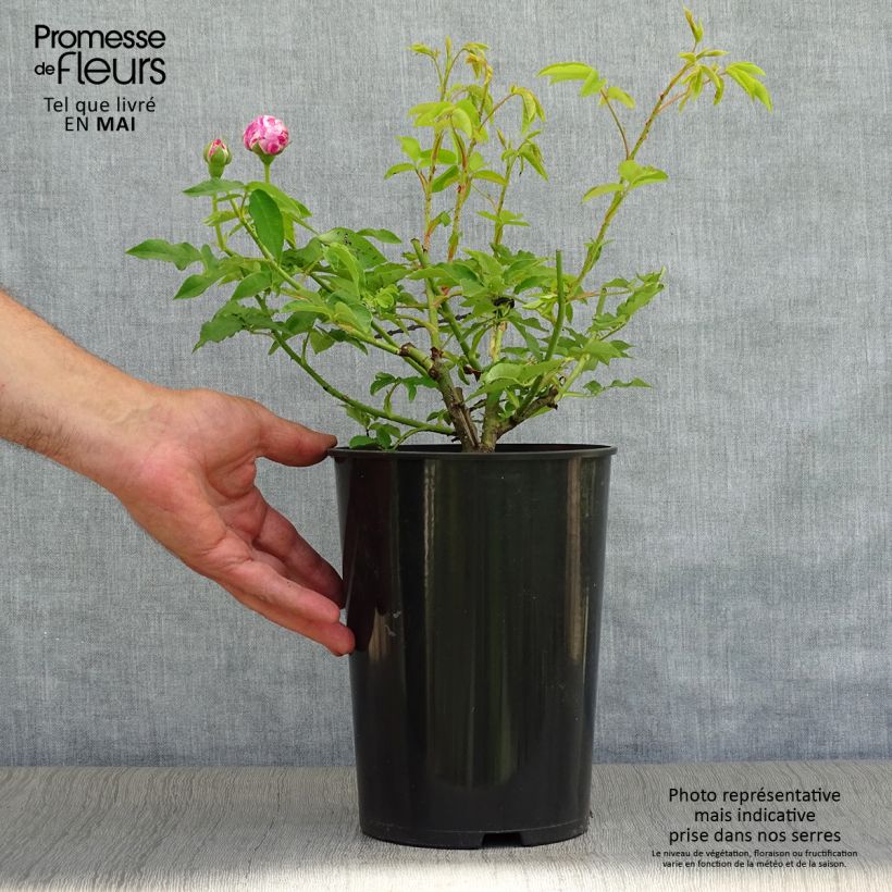 Exemplar von Rosa Variegata di Bologna - Historische Rose Topf mit 4L/5L wie im Frühjahr geliefert