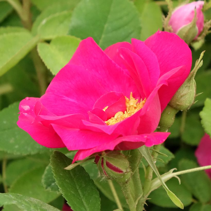 Rosa gallica Officinalis - Essig-Rose (Blüte)