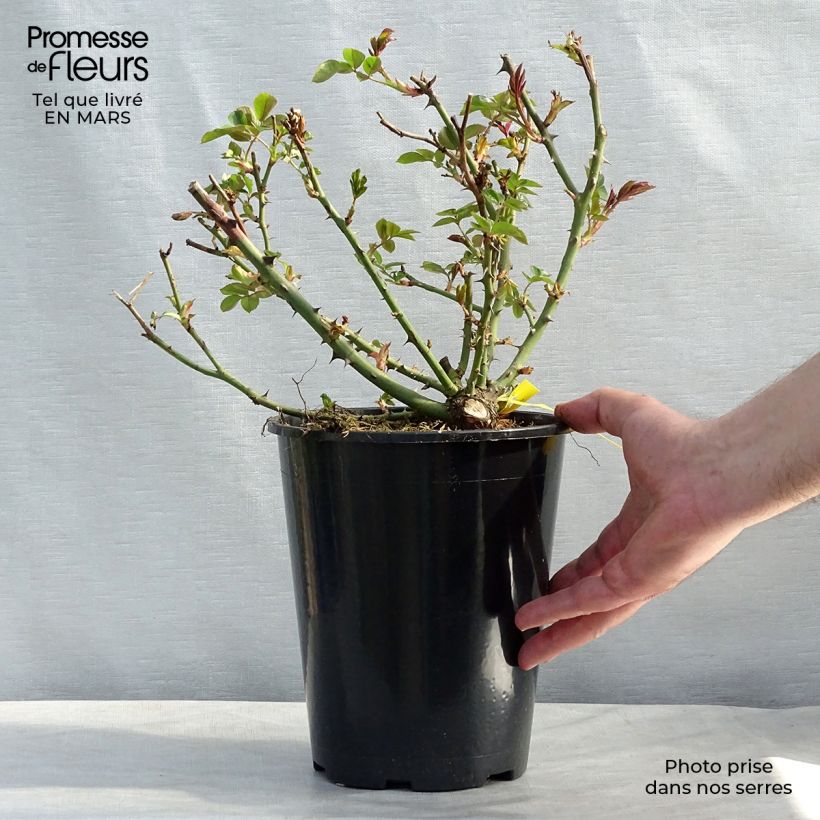 Exemplar von Rosa grandiflora Covent Garden Harflax - Englische Rose Topf mit 4L/5L wie im Frühjahr geliefert