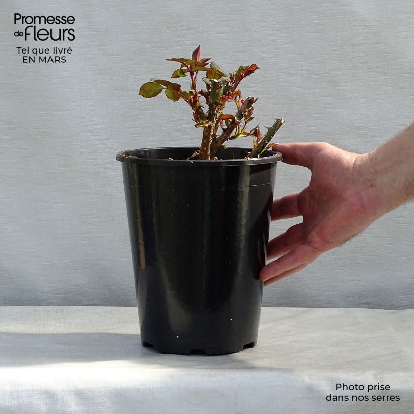 Exemplar von Rosa English Docteur Watson - Englische Rose Topf mit 4L/5L wie im Winter geliefert