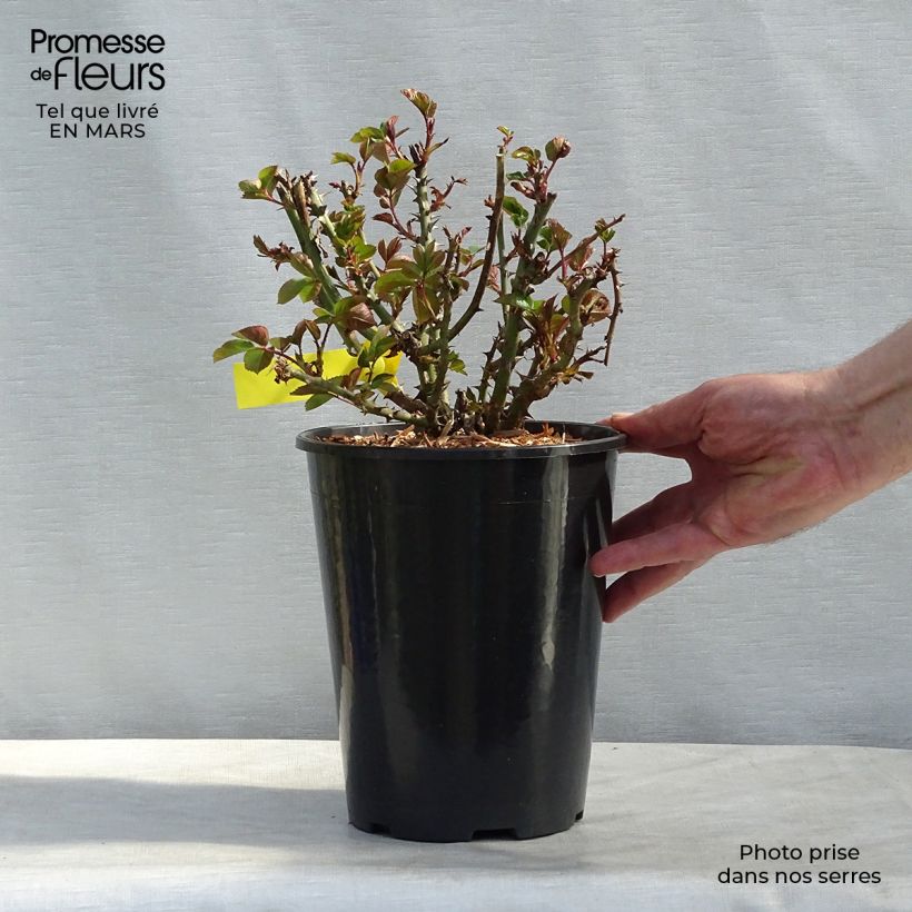 Exemplar von Rosa grandiflora Oxford Harzola - Englische Rose Topf mit 4L/5L wie im Winter geliefert