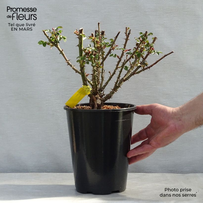 Exemplar von Rosa English Legend Sherlock Holmes - Englische Rose Topf mit 4L/5L wie im Winter geliefert