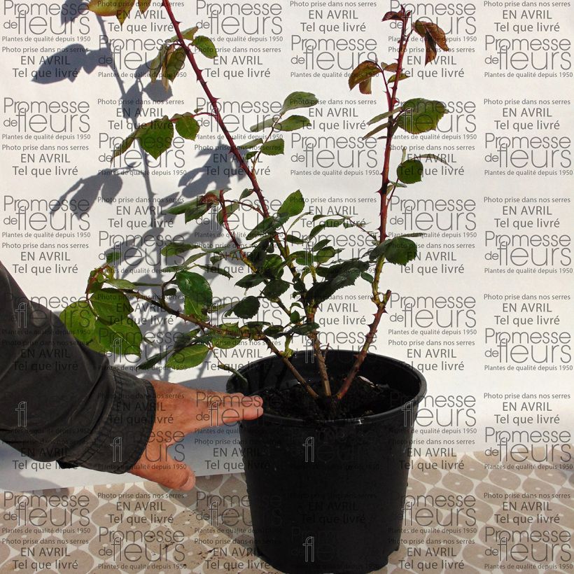 Beispiel eines Exemplars von Rosa Centenaire de Lourdes - Strauchrose Topf mit 4L/5L wie geliefert