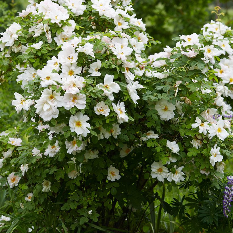Rosa Nevada - Polyantha-Rose (Hafen)